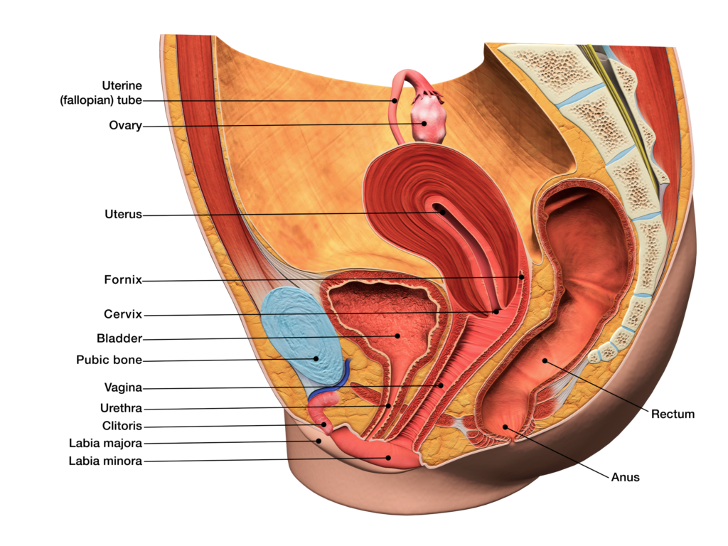Vaginal Anatomy and Physiology - Flynn Forum